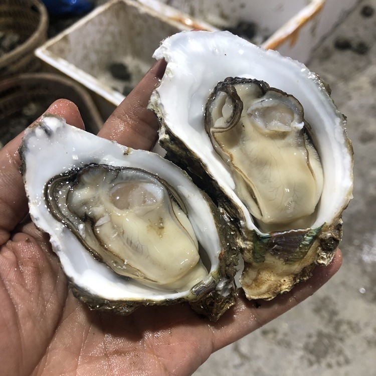 山东乳山即食带壳海蛎子台山刺身级鲜活特大生蚝湛江深海牡蛎海鲜
