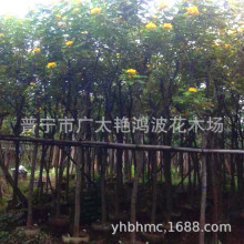 广东普宁黄花槐基地8公分12地苗袋苗假植苗风景树大树苗木绿化树