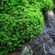 鲜活星星藓苔藓微景观盆栽盆景铺面装饰造景材料生态瓶青苔植物