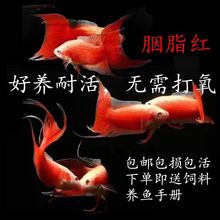中国斗鱼白化黄金观赏鱼菩萨鱼苗冷淡水好养耐活小体格观赏鱼