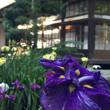 玉蝉花水生花卉 生宿根挺水生植物 厂家批发日本大花菖蒲苗