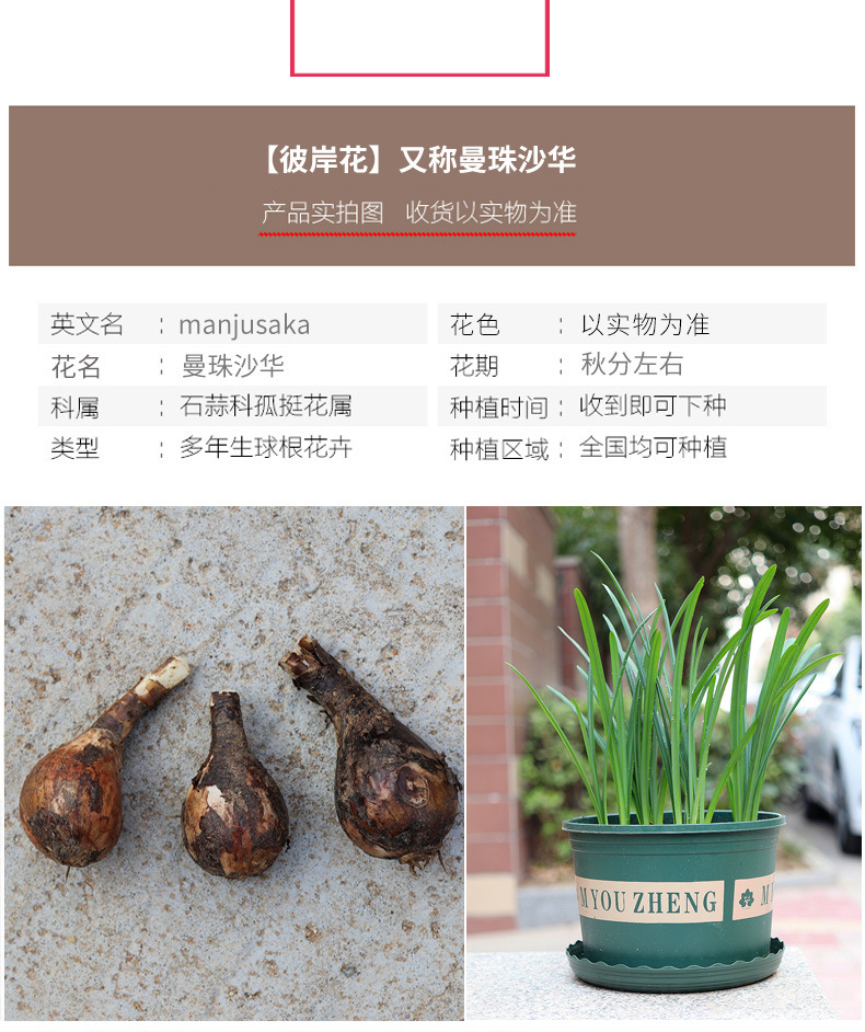 批发彼岸花种球 石蒜种球曼珠沙华种子曼陀罗华种球颜色齐全