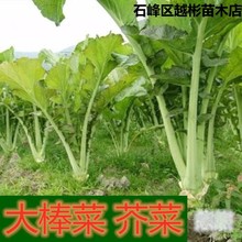 棒菜种子大棒菜种子薄皮种子芥菜种子四川特产棒菜种蔬菜种子