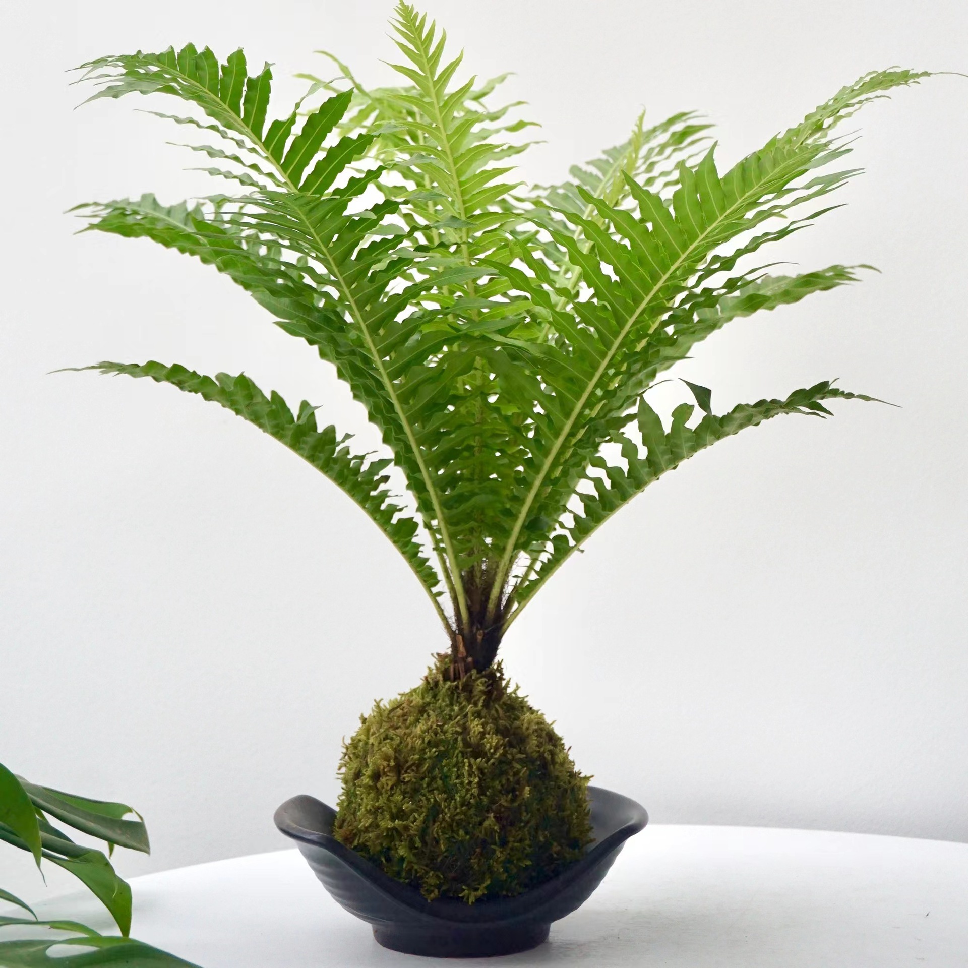 富贵蕨苔藓球|小型蕨类植物吸甲醛防辐射净化空气室内客厅办公室-阿里