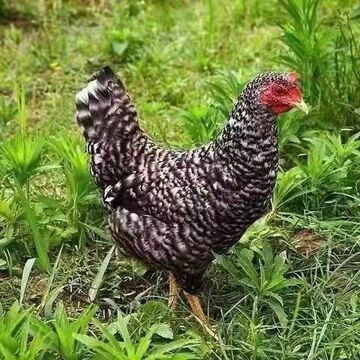 纯种芦花鸡苗产蛋多绿皮蛋 脱温半斤芦花鸡活鸡苗 活体 小鸡幼苗