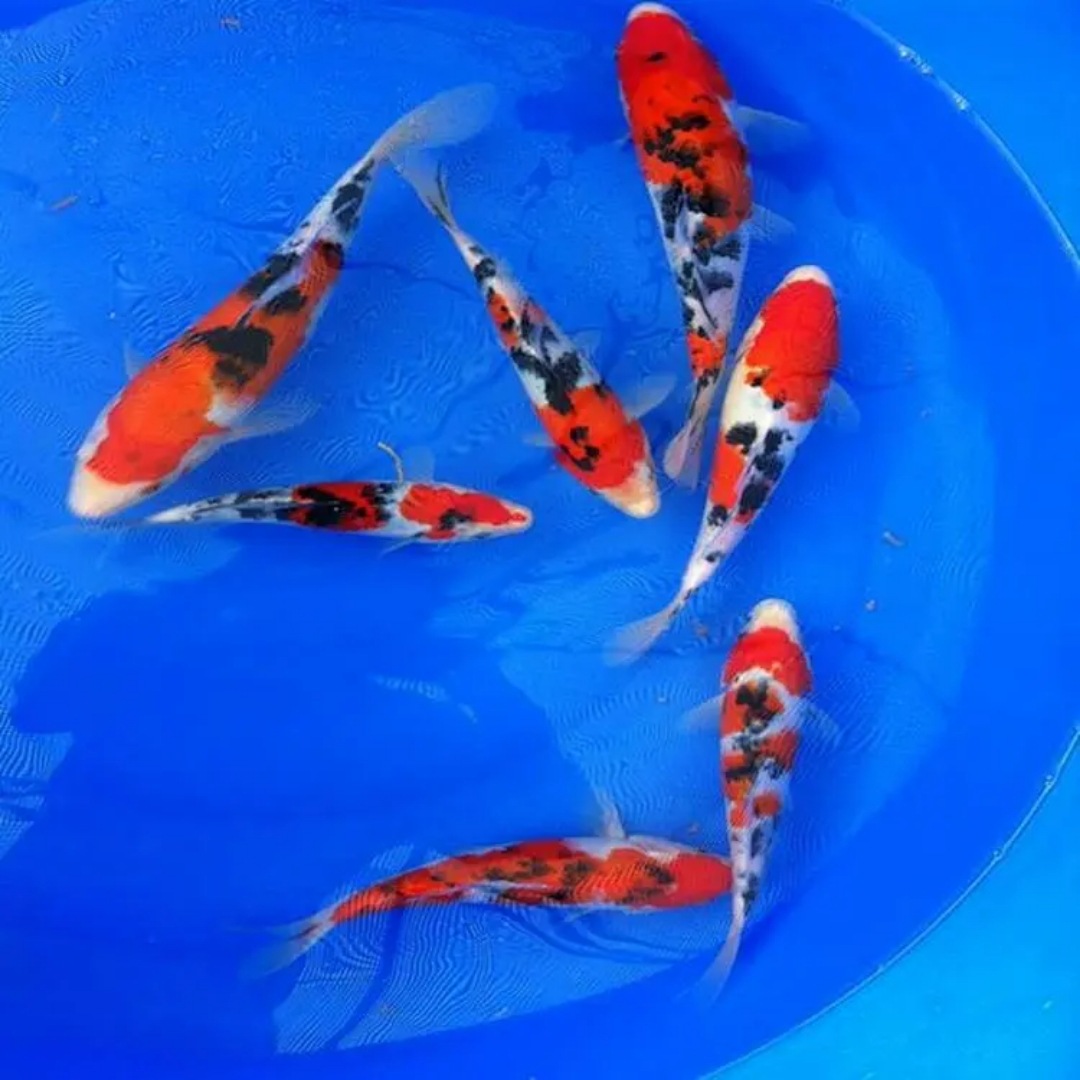 小鱼活草金鱼观赏鱼锦鲤鱼苗好养易活大鱼好养冷水淡水鱼缸风水鱼