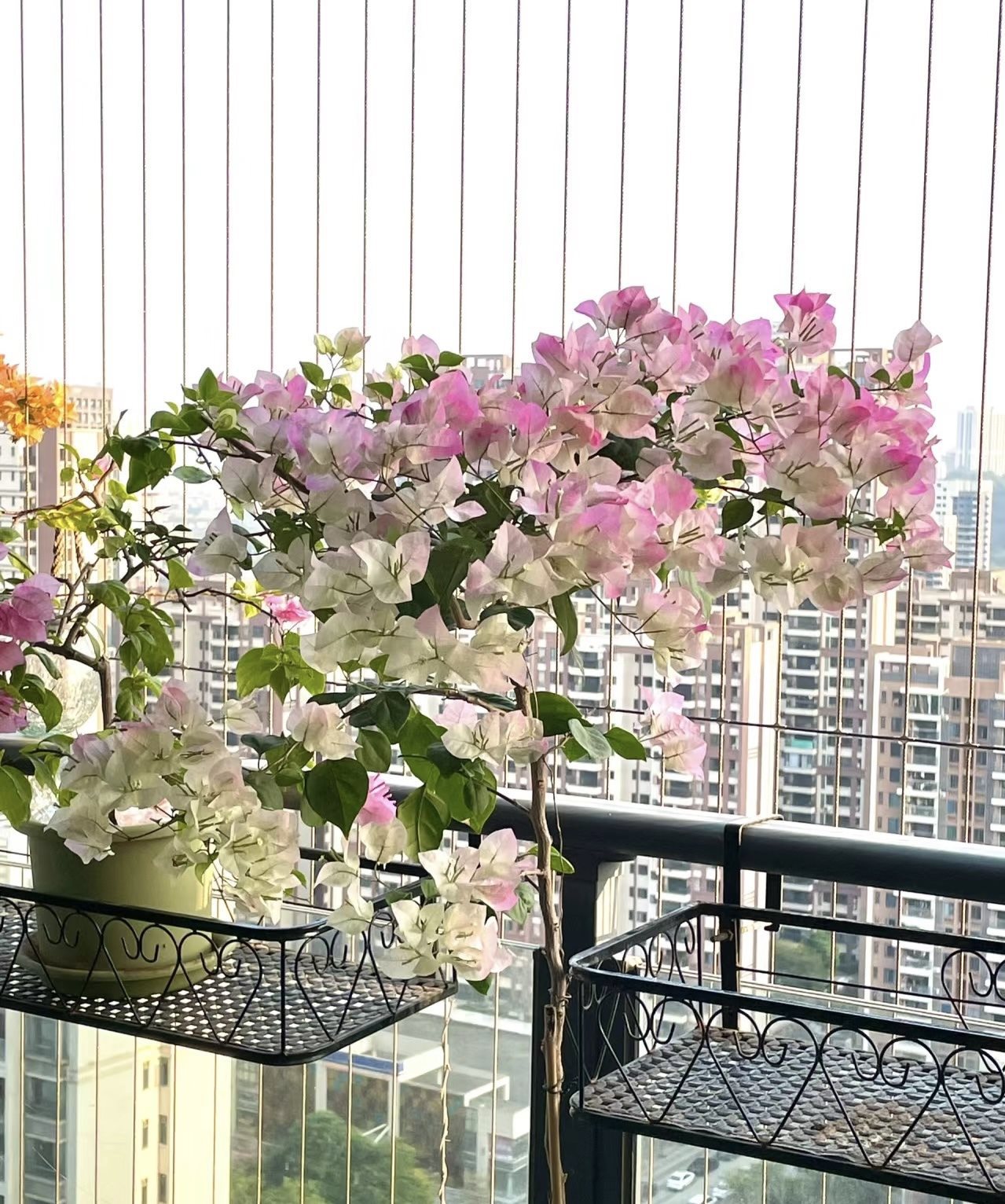 【飘枝绿樱】三角梅四季开花勤花爬藤植物阳台庭院绿植观赏绢花