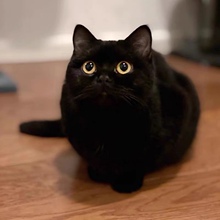 香港澳门发货英短黑猫幼崽矮脚黑煤球招财孟买猫玄猫活体宠物猫咪