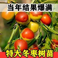 枣树活苗带土球南方北方种植嫁接果树金丝枣沾化大枣超甜冬枣苗树