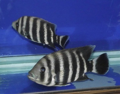 热带鱼观赏鱼大型凶猛食肉淡水宠物水族活体十间鱼坦雕鱼好养耐活