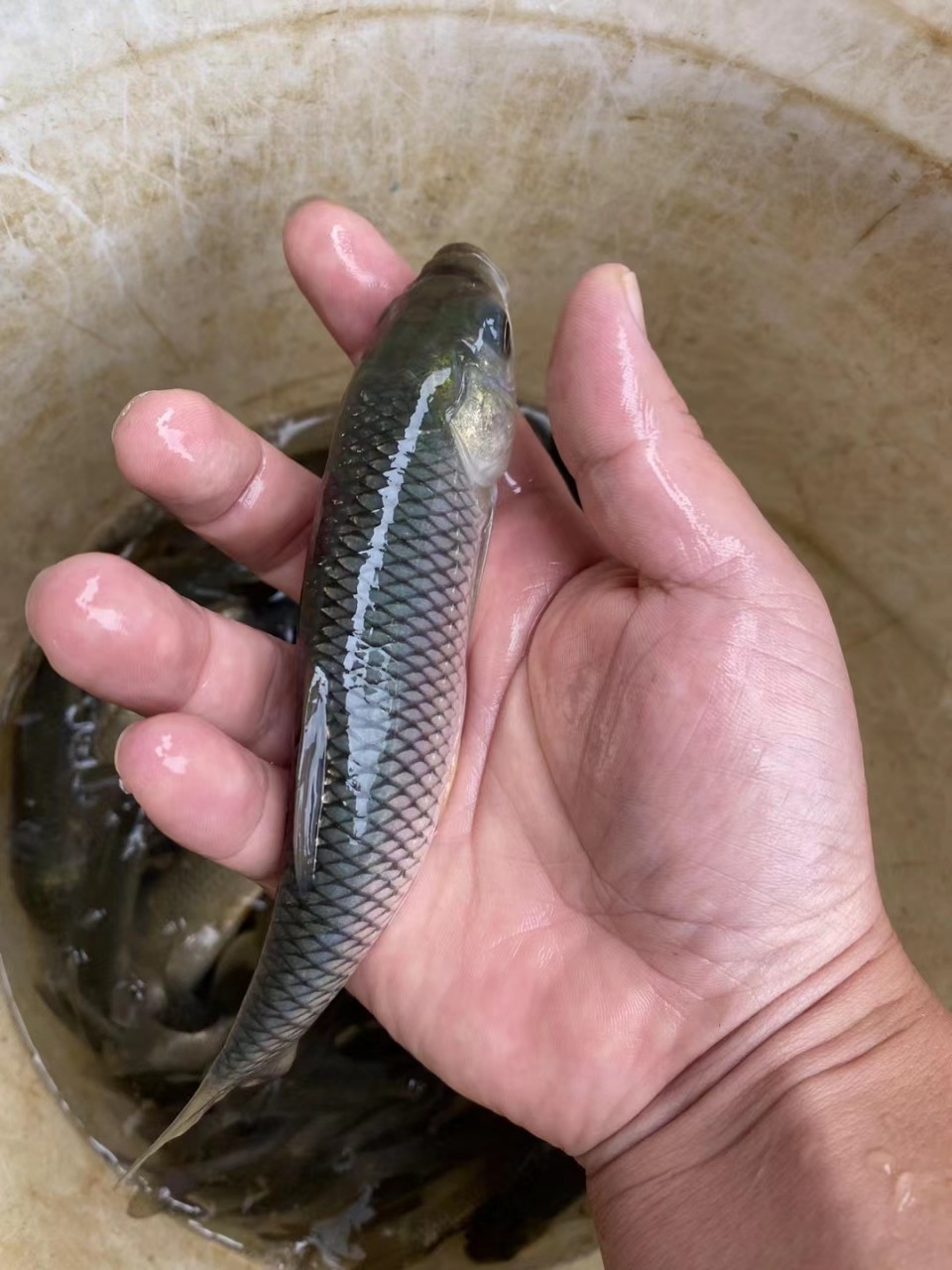 优质大草鱼苗鲫鱼苗鲤鱼苗花鲢鱼苗白鲢鱼苗活体放塘养殖包活包邮