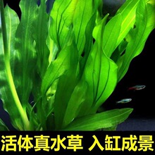 水缸造景套餐好养耐活真植物绿菊大叶绿九冠鱼厂家批发代发跨境