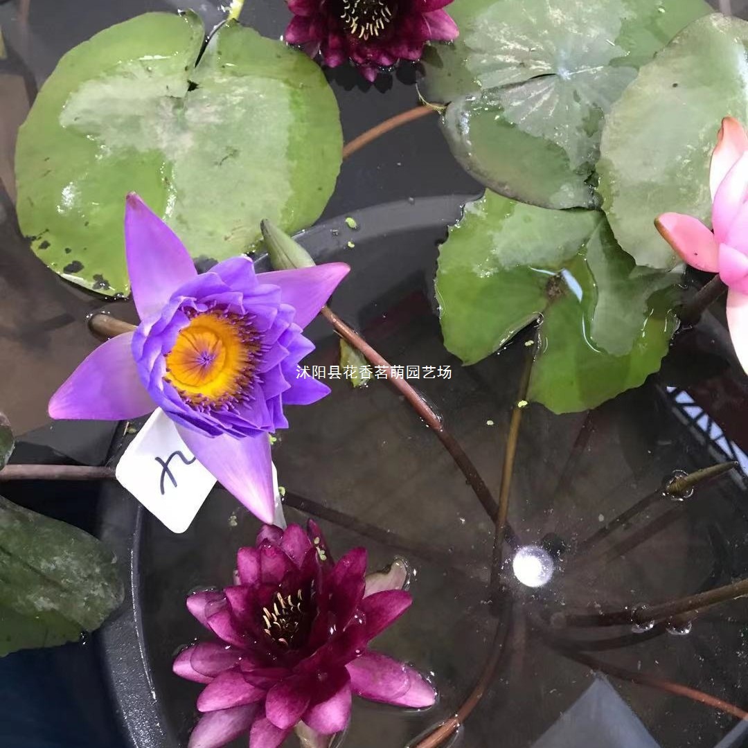 包成活大睡莲根块睡莲花根茎水培植物池塘盆栽四季多年生荷塘必备