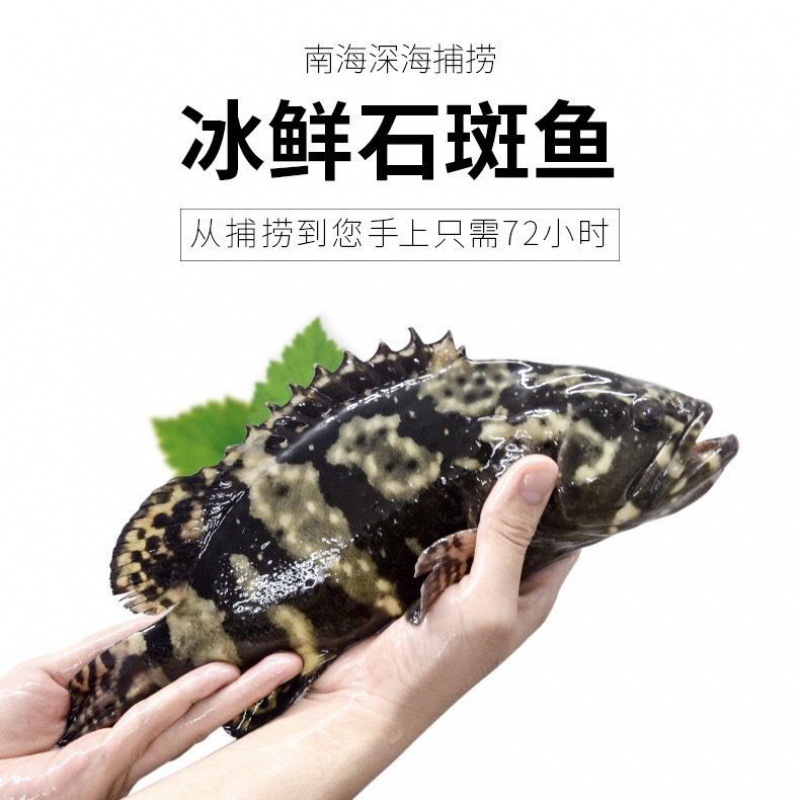 石斑鱼10斤港口鲜活现杀速冻新鲜海产野生鱼类海鲜鱼深海鱼黑虎斑