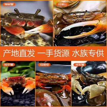 辣椒蟹小螃蟹拿货价摆摊货相手蟹观赏蟹淡水螃蟹活体宠物原产地