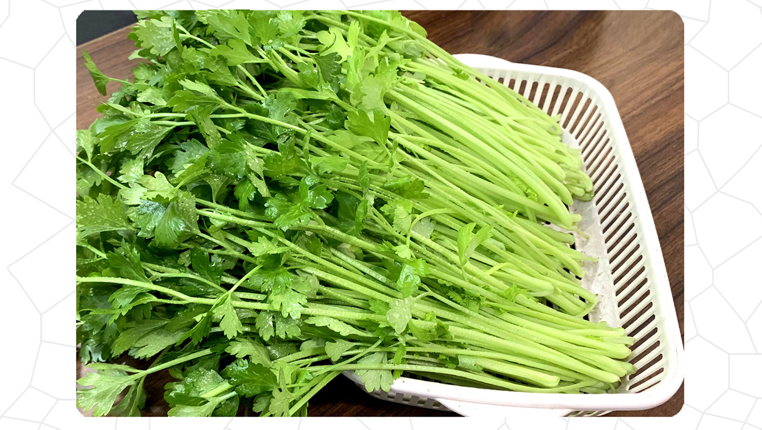 中科茂华蔬菜西芹小香芹种子欧诺德星驰生长快速淡黄亮度高不空心