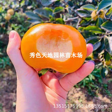 镜面柿树苗嫁接特大无核脆甜柿子苗南方北方种植盆栽地栽当年结果