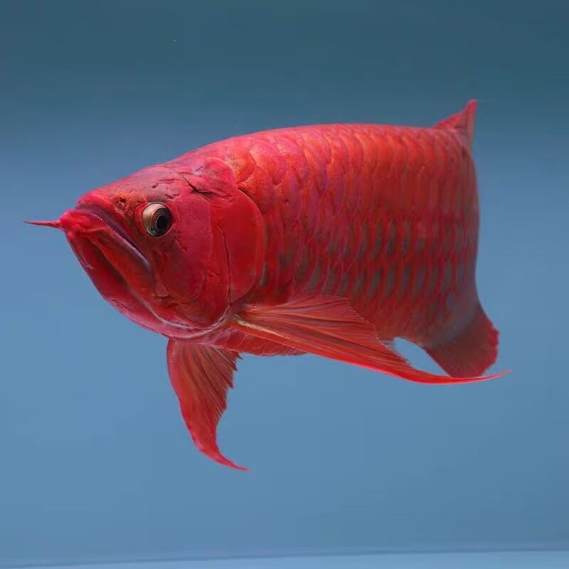 大湖纯血印尼红龙鱼金麒麟过背金龙鱼亚马逊银龙鱼随机发观赏招财