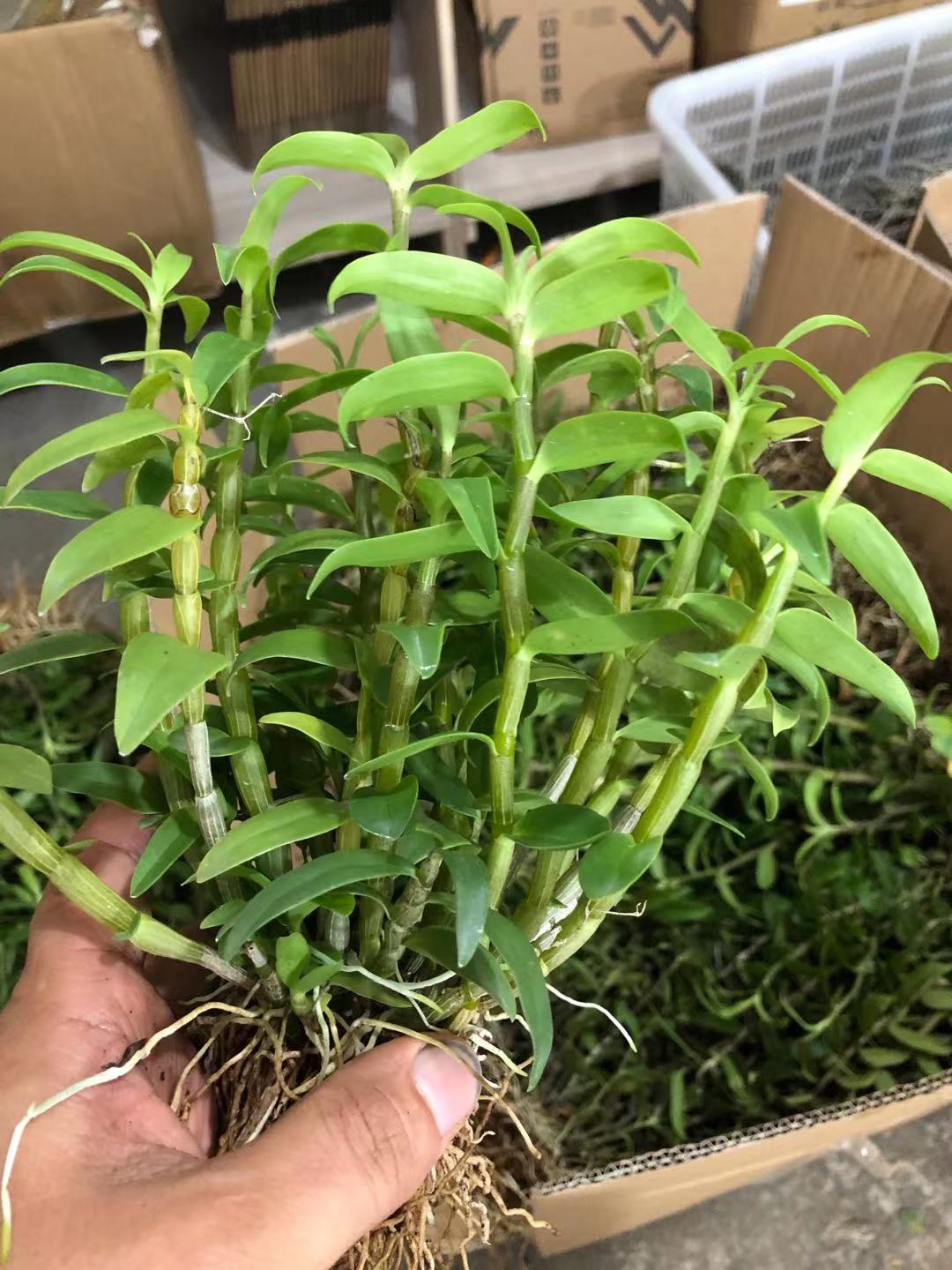 乐清雁荡大荆纯正铁皮石斛二年苗