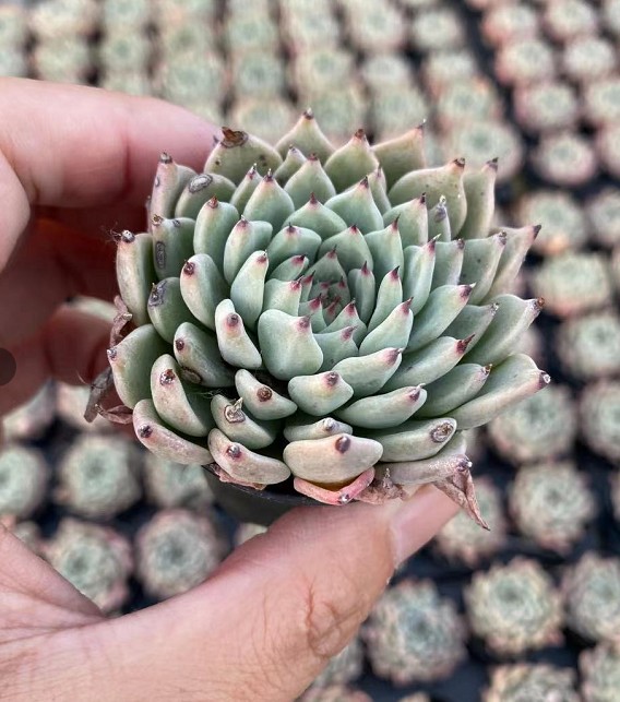 原始绿爪  绿爪 4-6cm 多肉植物 基地直销 多肉