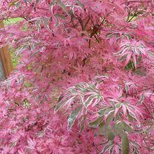 日本枫树希拉蕊阳台别墅庭院彩叶红枫
