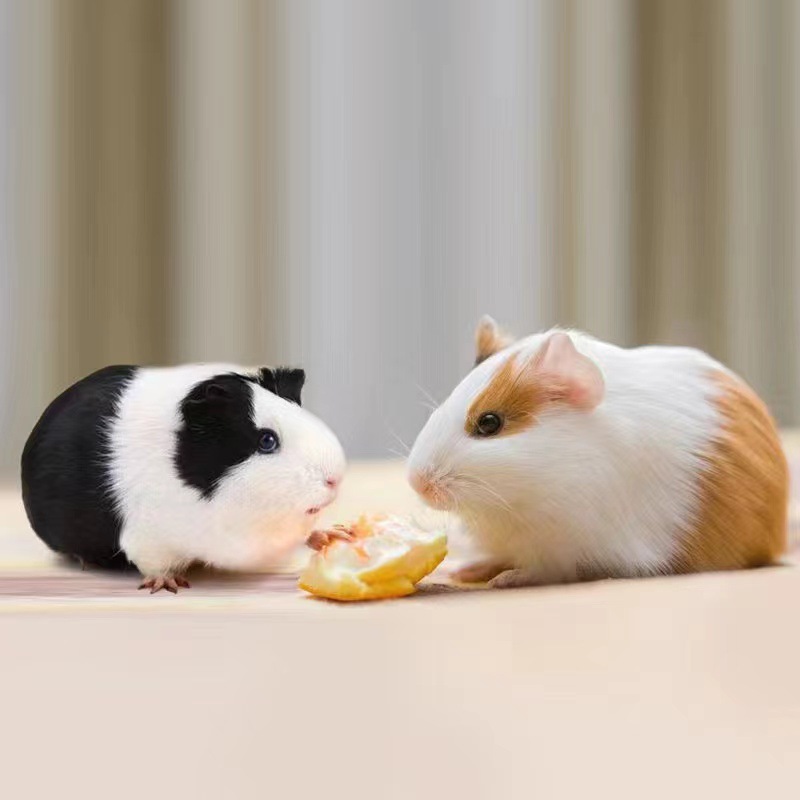 宠物荷兰猪活物荷兰鼠豚鼠荷兰兔彩豚白豚老鼠兔活物幼崽疫苗已打