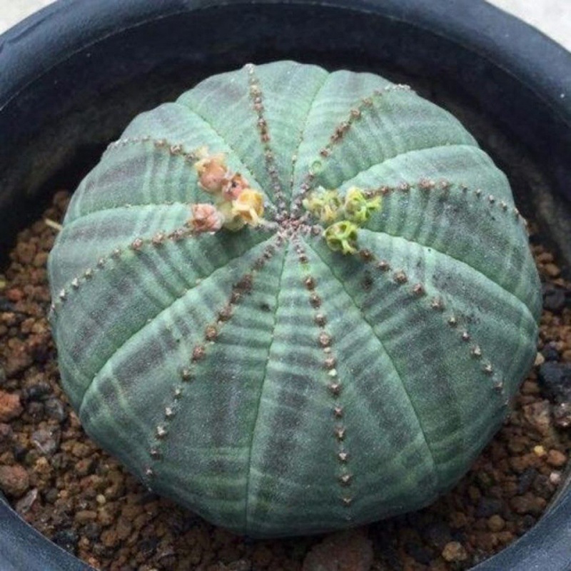 多肉植物仙人球单头布纹球西瓜兜自根室内绿植盆栽防辐射多肉植物