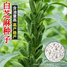 信研九品芝麻冠白芝麻种子榨油芝麻芝麻种子