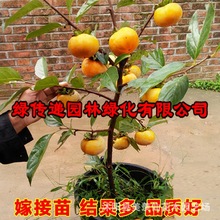 柿子苗树嫁接特大无核柿子树苗甜脆柿南方北方种植果树苗当年结果