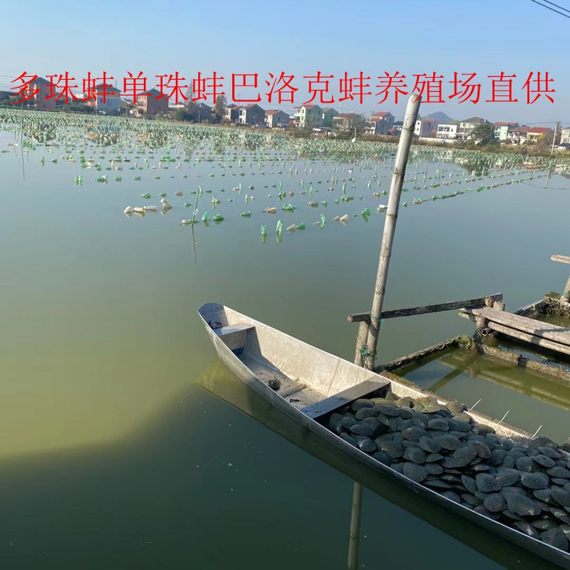 9成交2250件诸暨市知珍珠宝有限公司6年知珍品牌相似养殖户活体珍珠