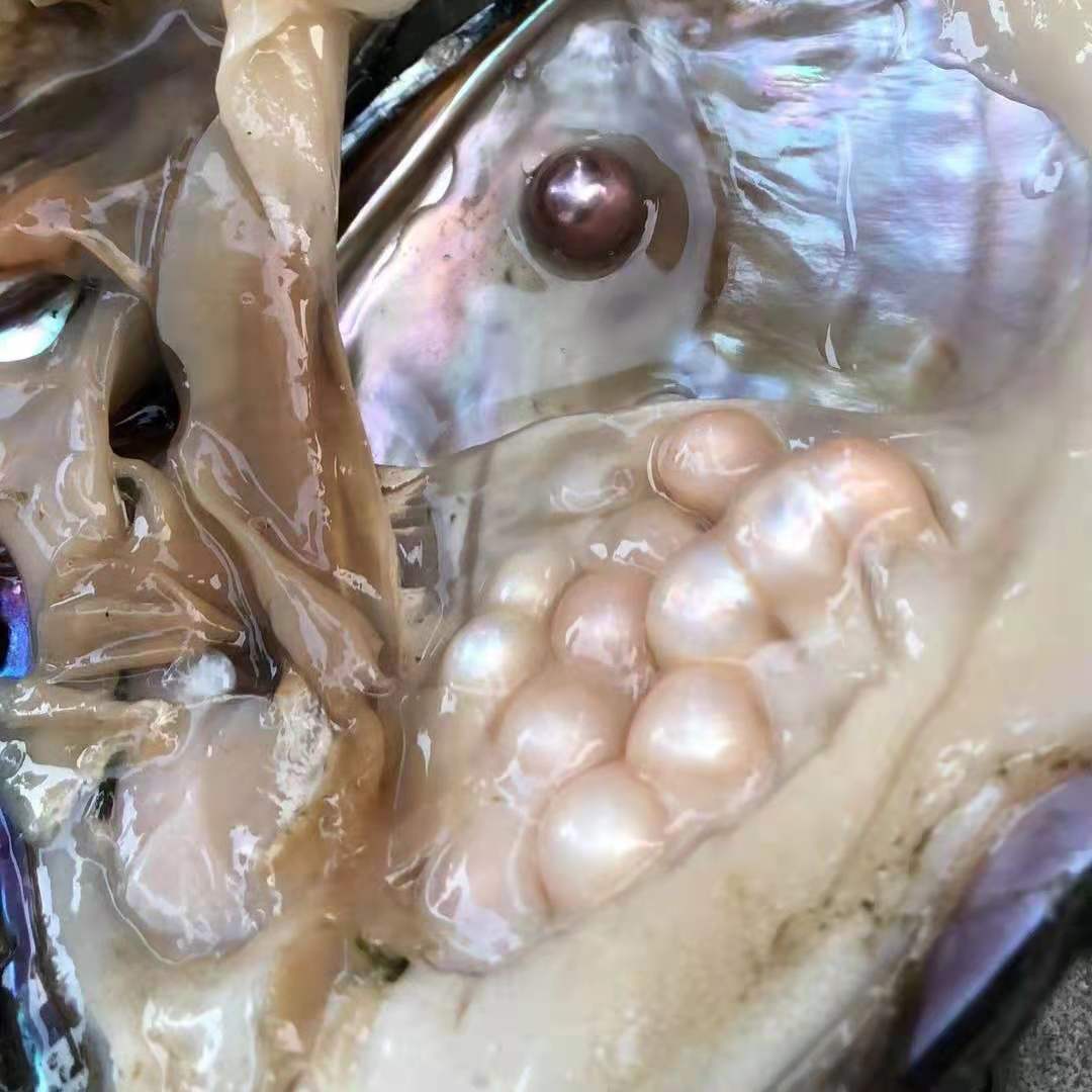 七彩25色多色染色圆珠形珍珠 海水珍珠河蚌 真空包装