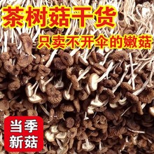 新货精选茶树菇干货500g特产不开伞嫩茶树菇盖嫩蘑菇金针菇炖鸡菇