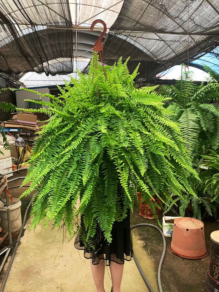 霸王蕨波士顿蕨大盆长叶垂吊肾蕨客厅室内盆栽雨林绿植蕨类天花板