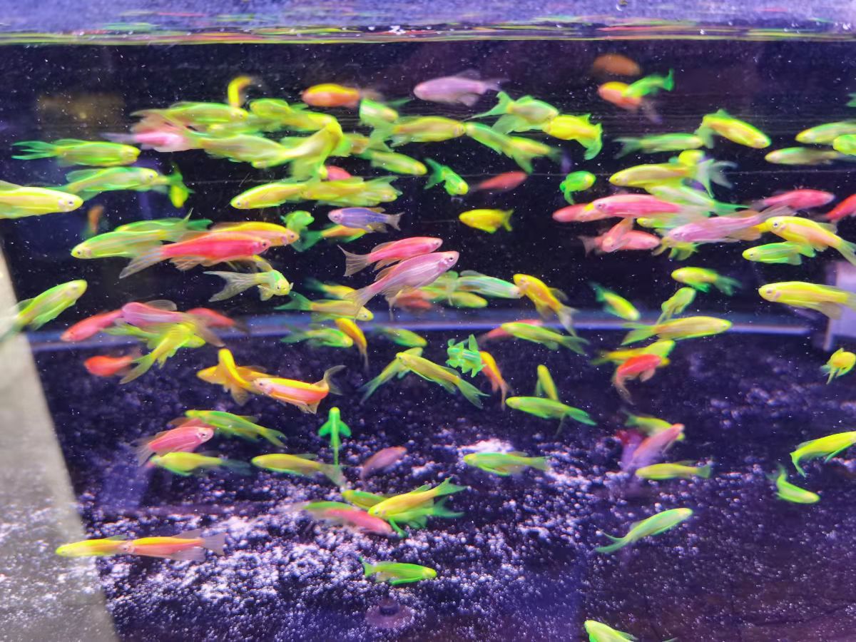 蝶尾斑马 七彩斑马 荧光斑马 长尾斑马 彩色观赏鱼 草缸鱼