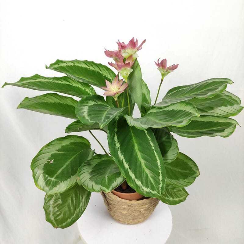 青莲竹芋碧卡秋竹芋北欧风绿植ins网红盆栽室内观叶观花植物-阿里巴巴