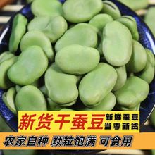 干蚕豆农家蚕豆生的绿胡豆蚕豆做油炸罗汉豆莲花半斤5斤包邮