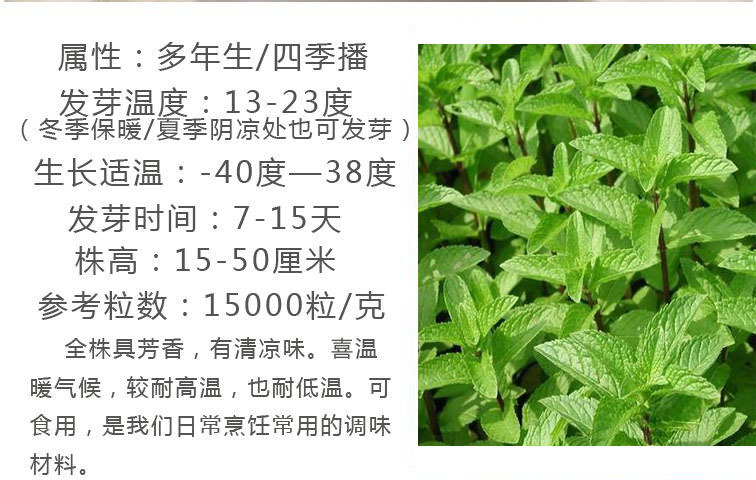 薄荷种子食用薄荷 猫薄荷草盆栽 花卉盆栽 驱蚊香草种子 薄荷盆栽