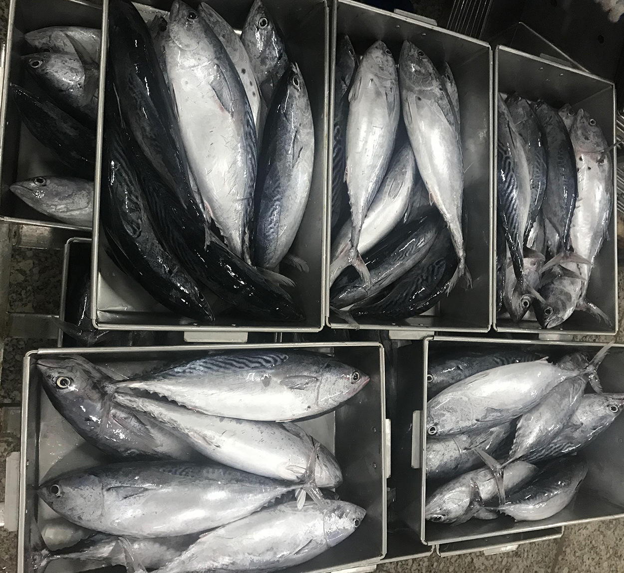 创发水产 灯光围网鲣鱼1-2kg条冻炸弹鱼罐头原料冷冻原条鲣鱼冻品