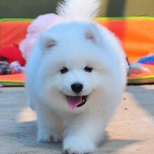 [河南直达]纯种哈士奇幼犬三把火蓝眼小中型二哈犬宠物狗活体