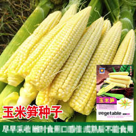 玉米笋种子笋玉米嫩苞米籽鲜食蔬菜种子公司批发玉米笋嫩种子批发
