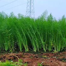 小茴香菜新鲜包邮不带根茴香大茴香菜新鲜包邮