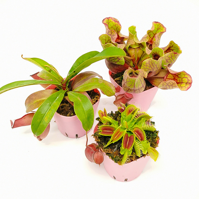 菲朗食虫植物 四大名捕新奇特捕蝇草瓶子草猪笼草茅膏菜新手易养