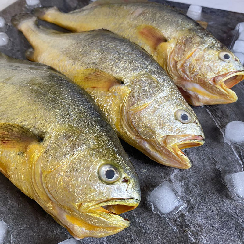 新鲜大黄花鱼海鲜鲜活大黄鱼连云港大黄鱼冷冻海鱼海鲜水产包邮