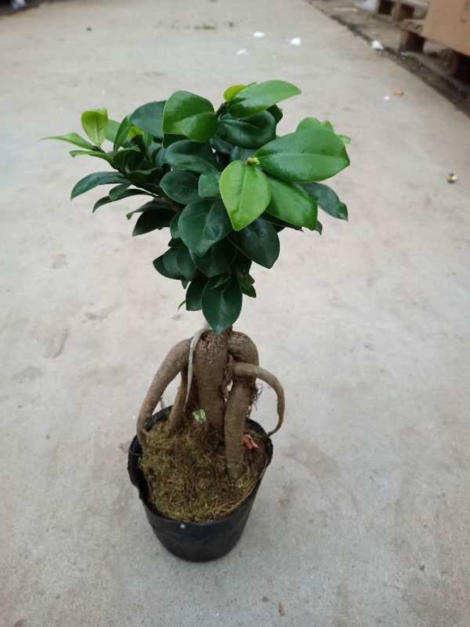人参榕大小榕树绿植盆栽花卉室内盆景常青水培植物基地批发-阿里巴巴