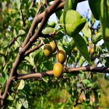 新采优质种子杜梨种子 新鲜杜梨种子 林木种子棠梨海棠梨野梨子