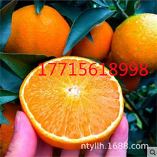 眉山爱媛38号果冻橙树苗当季新鲜橙子水果现摘手剥爆汁无核橙果树