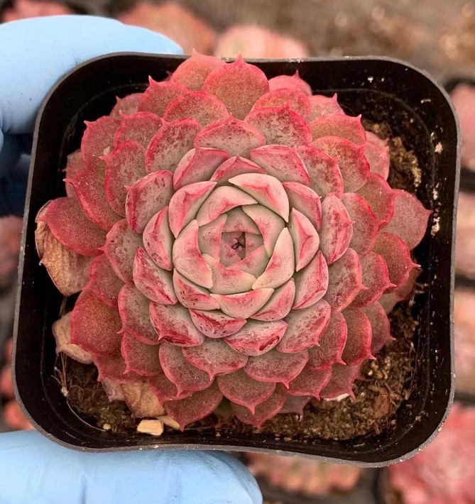 朱砂痣单头约46cm65cm盆实物拍摄多肉基地批发