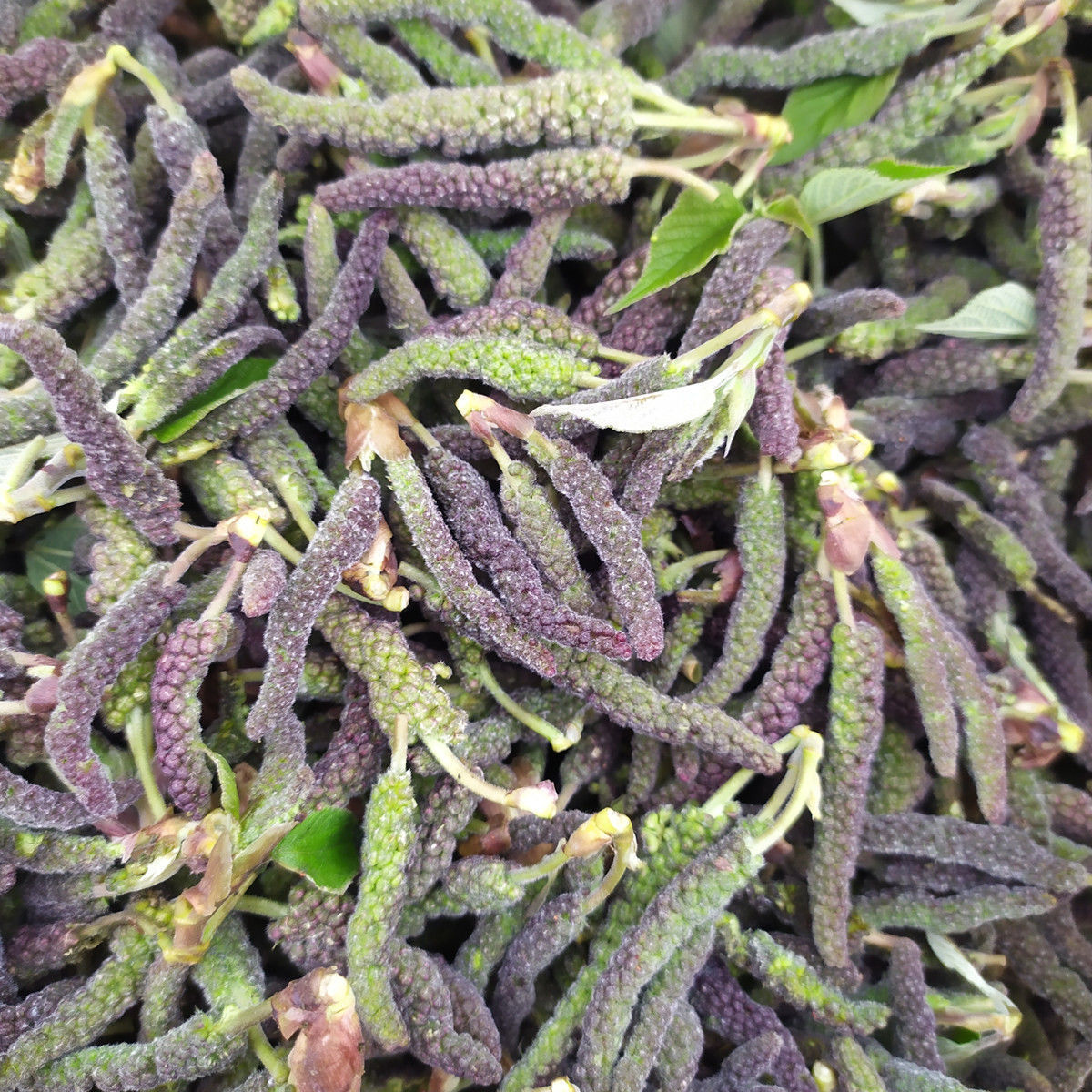 构树穗怎么做好吃