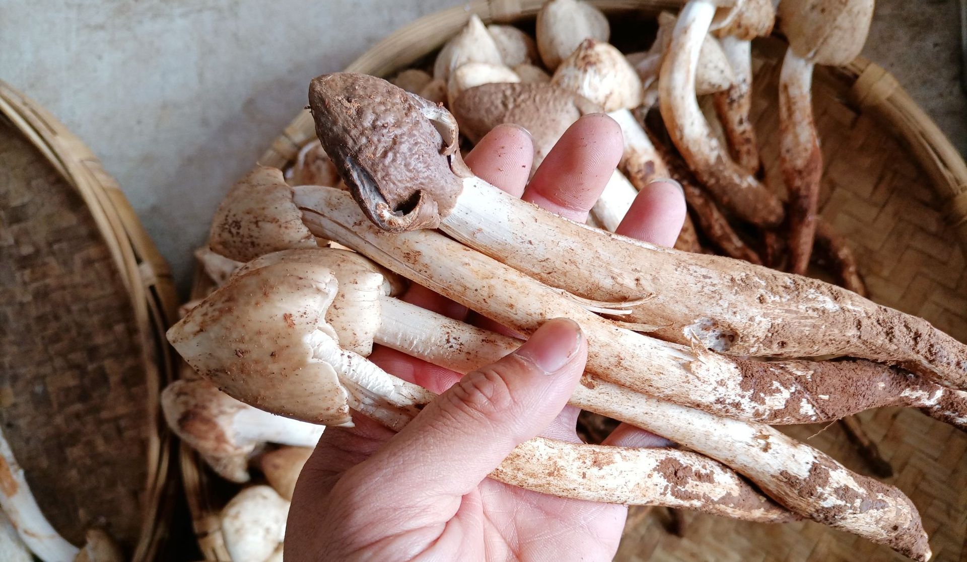 2021年云南特产火把新鲜鸡枞菌大白鸡枞鸡肉丝菇荔枝菌一件代发