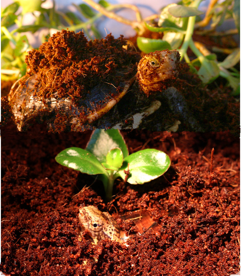 乌龟冬眠椰土用品保湿苔藓爬虫宠物垫材巴西龟沙土天然椰砖无菌土